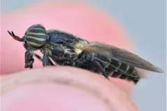 Hybomitra hinei thumbnail 3