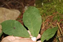 Erysiphe caryae thumbnail 2