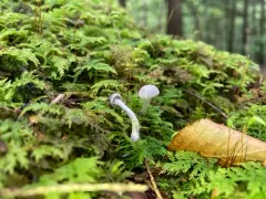 Cortinarius perviolaceus thumbnail 2