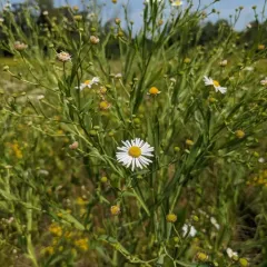 false aster thumbnail 3