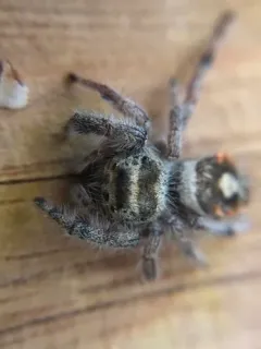 Phidippus californicus thumbnail 1
