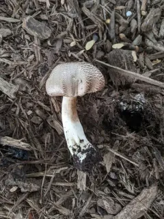 Agaricus kriegeri thumbnail 3