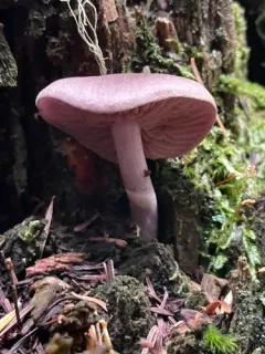 Cortinarius barlowensis thumbnail 2