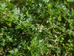 Fool's parsley thumbnail 4