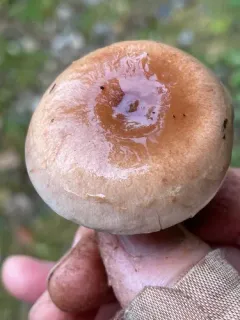 Hebeloma praeolidum thumbnail 2