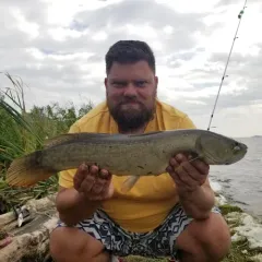 Eyetail Bowfin thumbnail 2