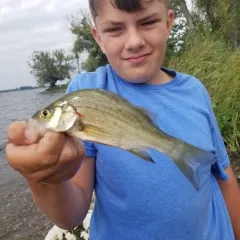 White Perch thumbnail 2
