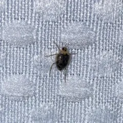Toothless Crawling Water Beetle thumbnail 3