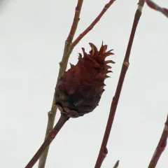 Willow Pinecone Gall Midge thumbnail 3