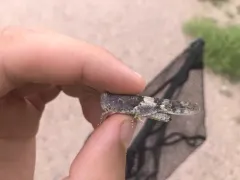 Broad-banded Grasshopper thumbnail 3