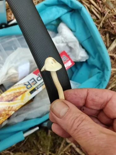 Inocybe umbratica