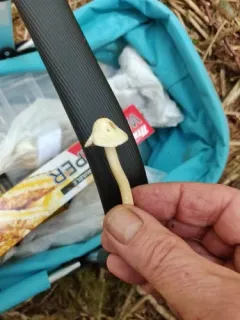Inocybe umbratica thumbnail 1