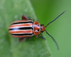 Disonycha punctigera thumbnail 3