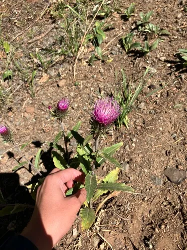 Anderson's thistle