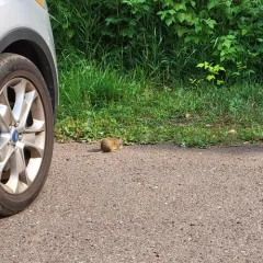 Franklin's Ground Squirrel thumbnail 4