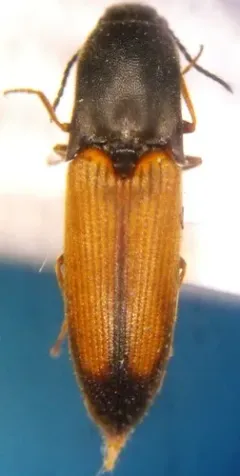 Apical Click Beetle thumbnail 2