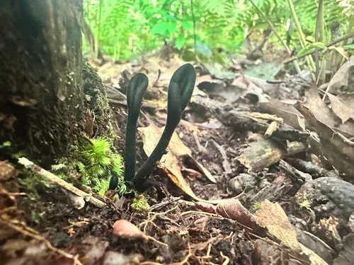 Short-spored Earthtongue