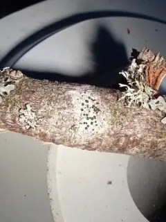 Tiny Button Lichen thumbnail 3