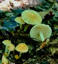 Orange-yellow Marasmius thumbnail 3