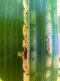 Bamboo Spider Mite thumbnail 3