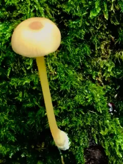 Entoloma unicolor thumbnail 3
