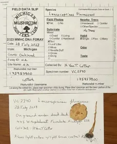 Leucocoprinus flavescens thumbnail 3