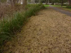 sanddune sedge thumbnail 2