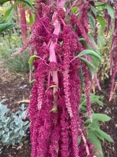 Love-lies-bleeding thumbnail 3