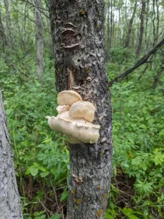 Tiered tooth fungus thumbnail 4
