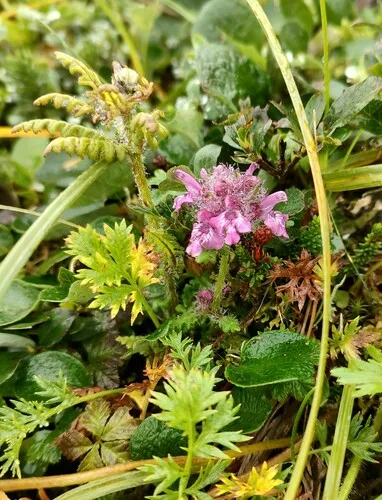 Whorled Lousewort