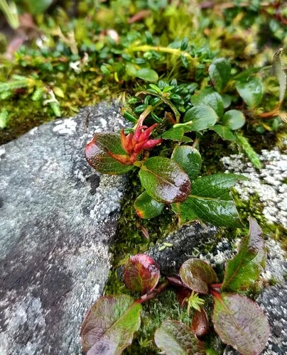 Sprouting Leaf Willow