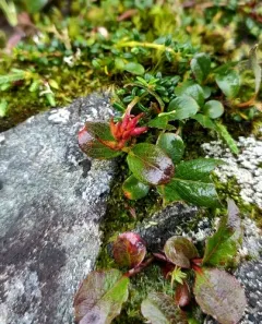 Sprouting Leaf Willow thumbnail 1