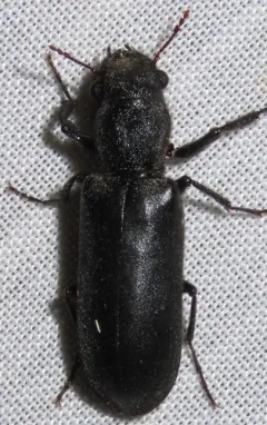 Stout's Hardwood Borer thumbnail 3