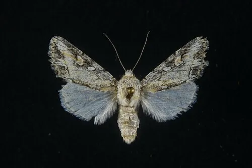 Rhizagrotis stylata