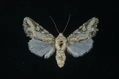 Rhizagrotis stylata thumbnail 1