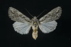 Rhizagrotis albalis thumbnail 2