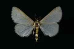 Immaculate Idia Moth thumbnail 2