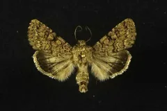 Sympistis glennyi thumbnail 4