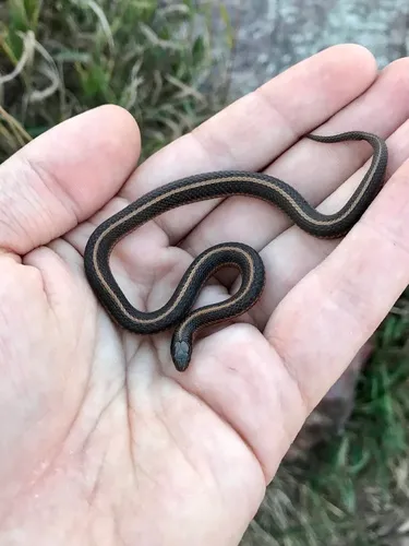 Lined Snake