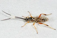 Ambloplisus ornatus thumbnail 3