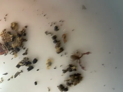 Mirochernes dentatus