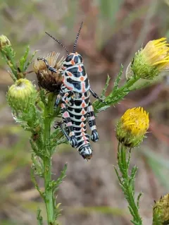 Rainbow Grasshopper thumbnail 2