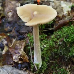 Straight-stalked Entoloma thumbnail 2