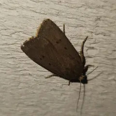 Mouse Moth thumbnail 1