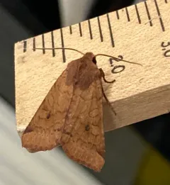 Agrochola purpurea thumbnail 3