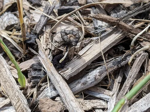 Coprinopsis pachyderma