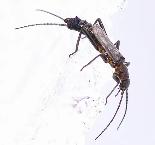 Two-knobbed Snowfly