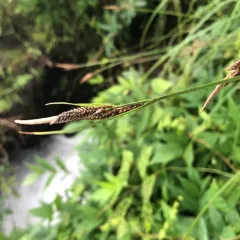 Hayden's sedge thumbnail 2