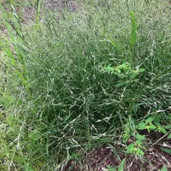 purple love grass thumbnail 3