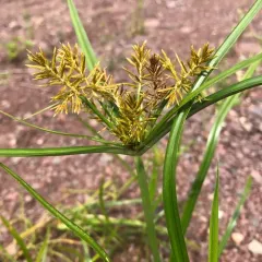 yellow nutsedge thumbnail 4
